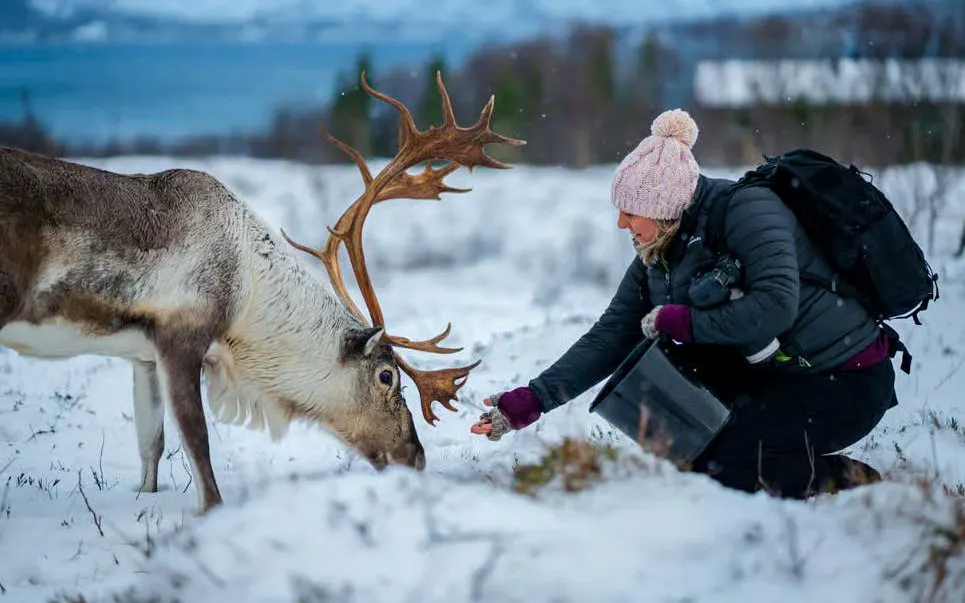 Feeding reindeer in snowy Tromsø, Norway, experiencing Sami culture.