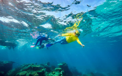 Snorkelers exploring coral reef during Green Island Reef Catamaran Cruise, Cairns, Australia.