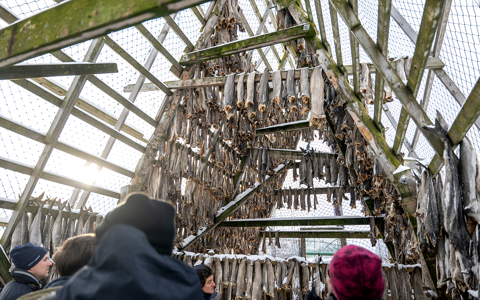 Dried fish hanging in a wooden rack with tourists observing during Arctic Fjord Cruise in Tromso.