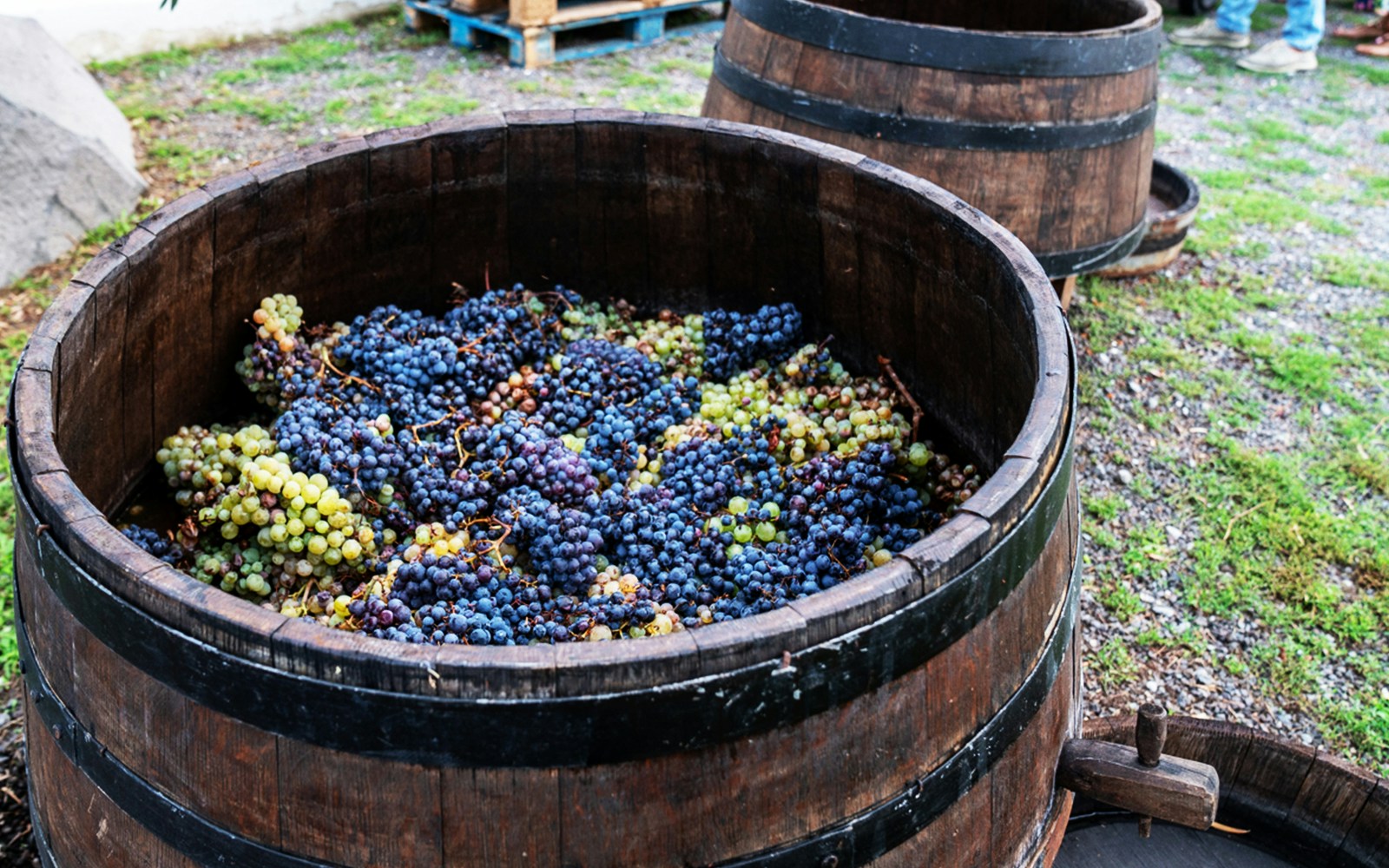 Grapes in a wooden barrel on the slopes of Mount Vesuvius, Naples.