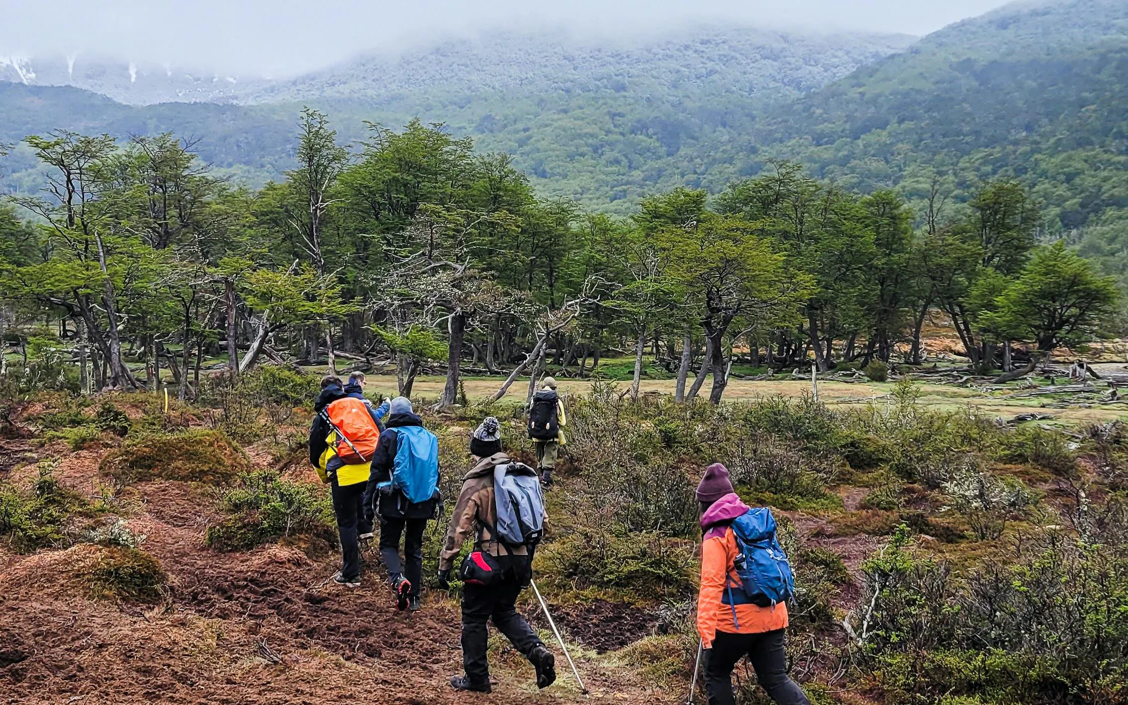 Hikers trekking through forest towards Vinciguerra Glacier and Témpanos Lagoon in Argentina.