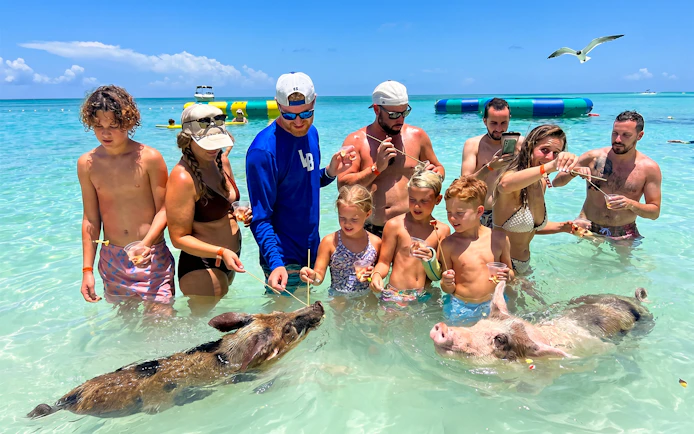 Group feeding pigs in clear water on Rose Island day trip.