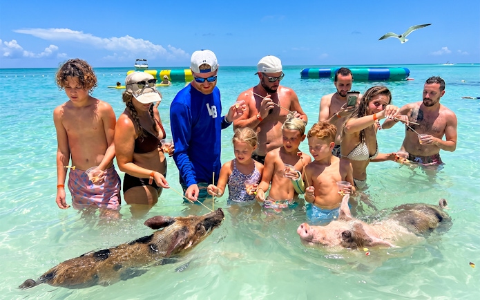 Group feeding pigs in clear water on Rose Island day trip.