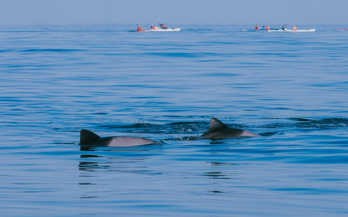 6-hour guided kayak dolphin tour and 4wd beach adventure from noosa-5 6-hour guided kayak dolphin tour and 4wd beach adventure from noosa-5