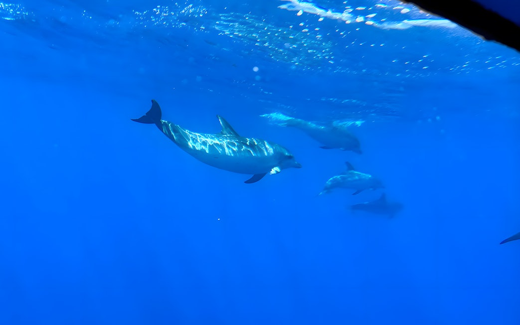 Dolphins swimming underwater viewed from glass bottom boat on Dolphin & Whale Watching Cruise.