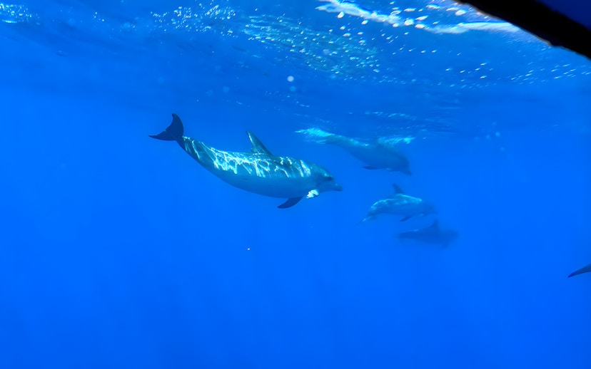 Dolphins swimming underwater viewed from glass bottom boat on Dolphin & Whale Watching Cruise.