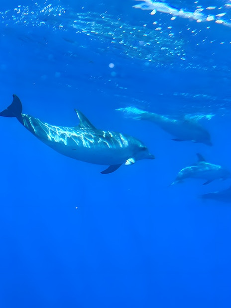Dolphins swimming underwater viewed from glass bottom boat on Dolphin & Whale Watching Cruise.