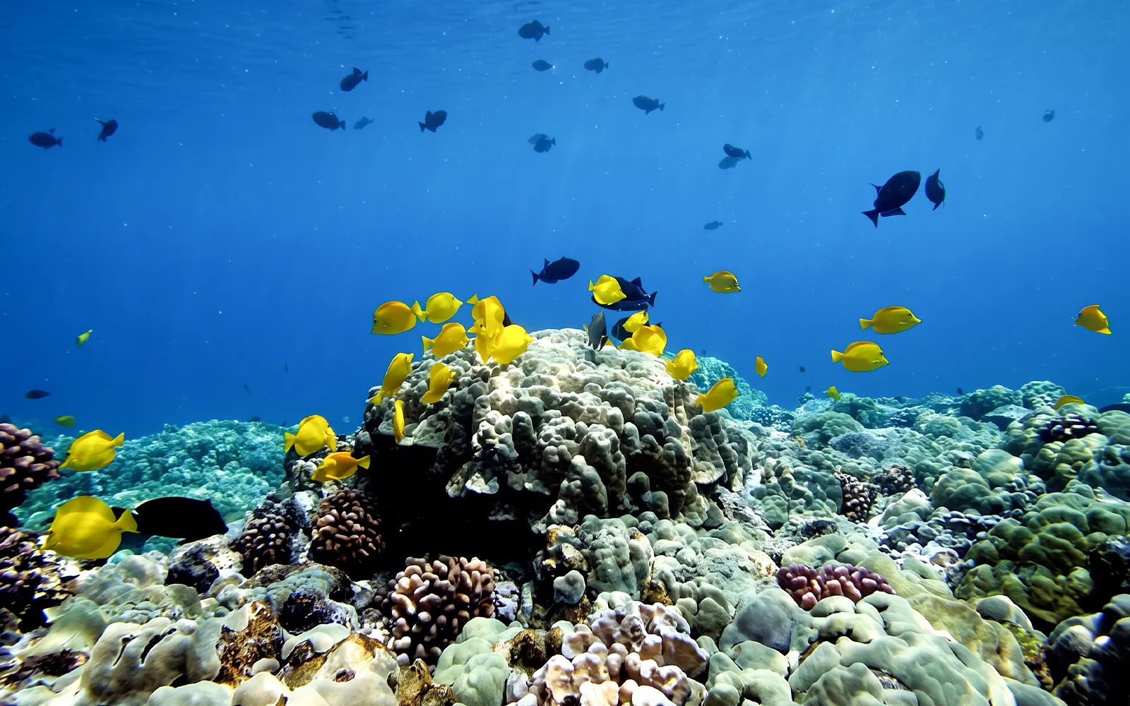 Yellow tang fish swimming over coral reef in Kealakekua Bay during afternoon snorkel.