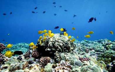 Yellow tang fish swimming over coral reef in Kealakekua Bay during afternoon snorkel.
