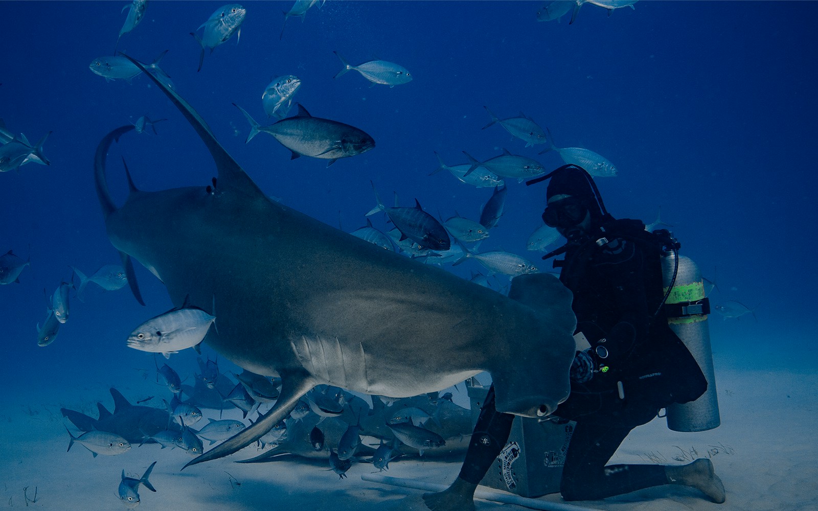 Visitors at Barcelona Aquarium