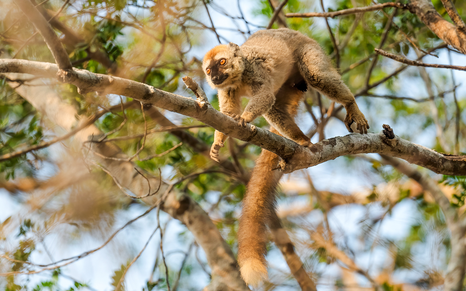 Red brown lemur on a tree branch at Bioparc Valencia.