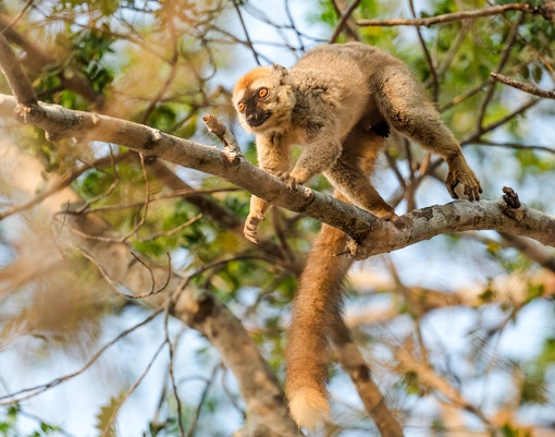 Red brown lemur on a tree branch at Bioparc Valencia.