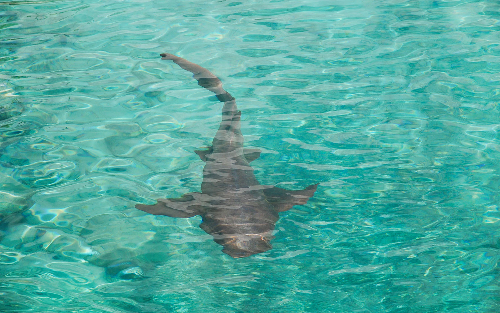 Shark swimming in clear turquoise waters at Hawaii aquarium.