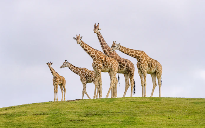 Family of giraffes standing on a grassy hill at San Diego Zoo Safari Park.