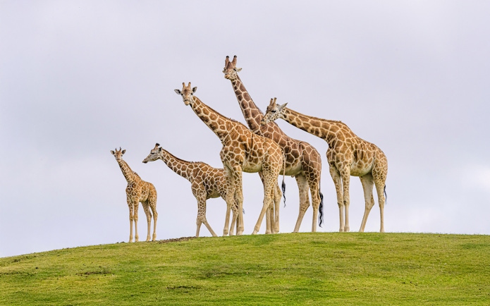 Family of giraffes standing on a grassy hill at San Diego Zoo Safari Park.
