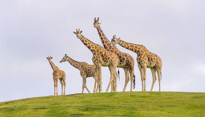 Family of giraffes standing on a grassy hill at San Diego Zoo Safari Park.