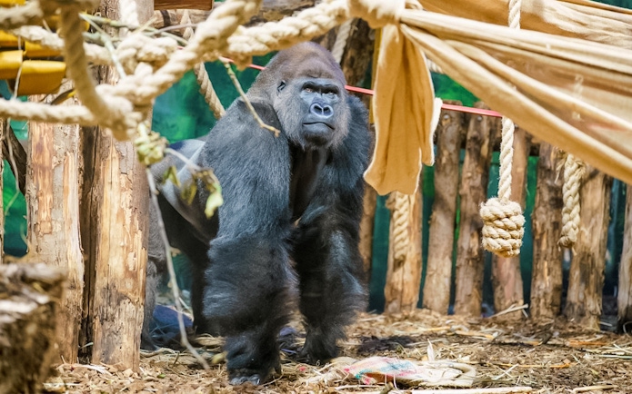 Gorilla in enclosure at London Zoo with ropes and wooden structures.