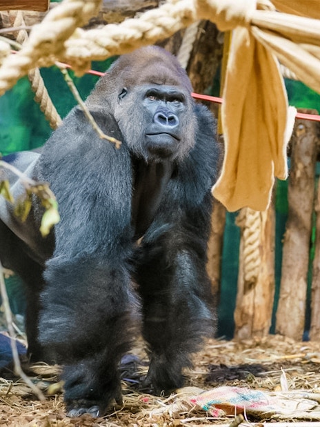 Gorilla in enclosure at London Zoo with ropes and wooden structures.