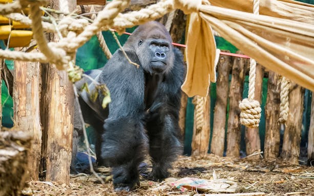 Gorilla in enclosure at London Zoo with ropes and wooden structures.