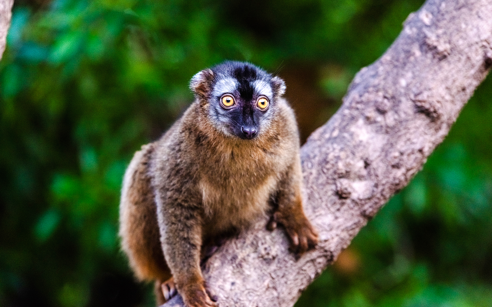 Mongoose lemur on a tree branch at Bioparc Valencia.