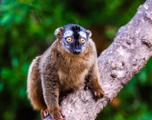 Mongoose lemur on a tree branch at Bioparc Valencia.