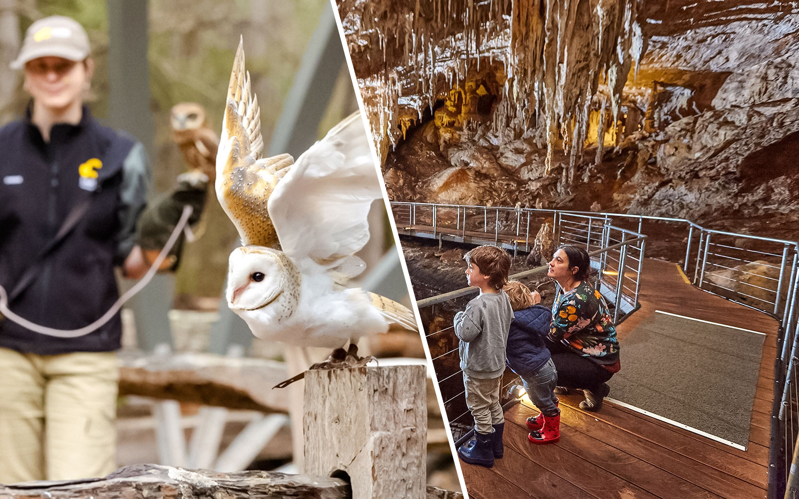 Barn owl in flight at Capes Raptor Centre; family exploring cave formations.