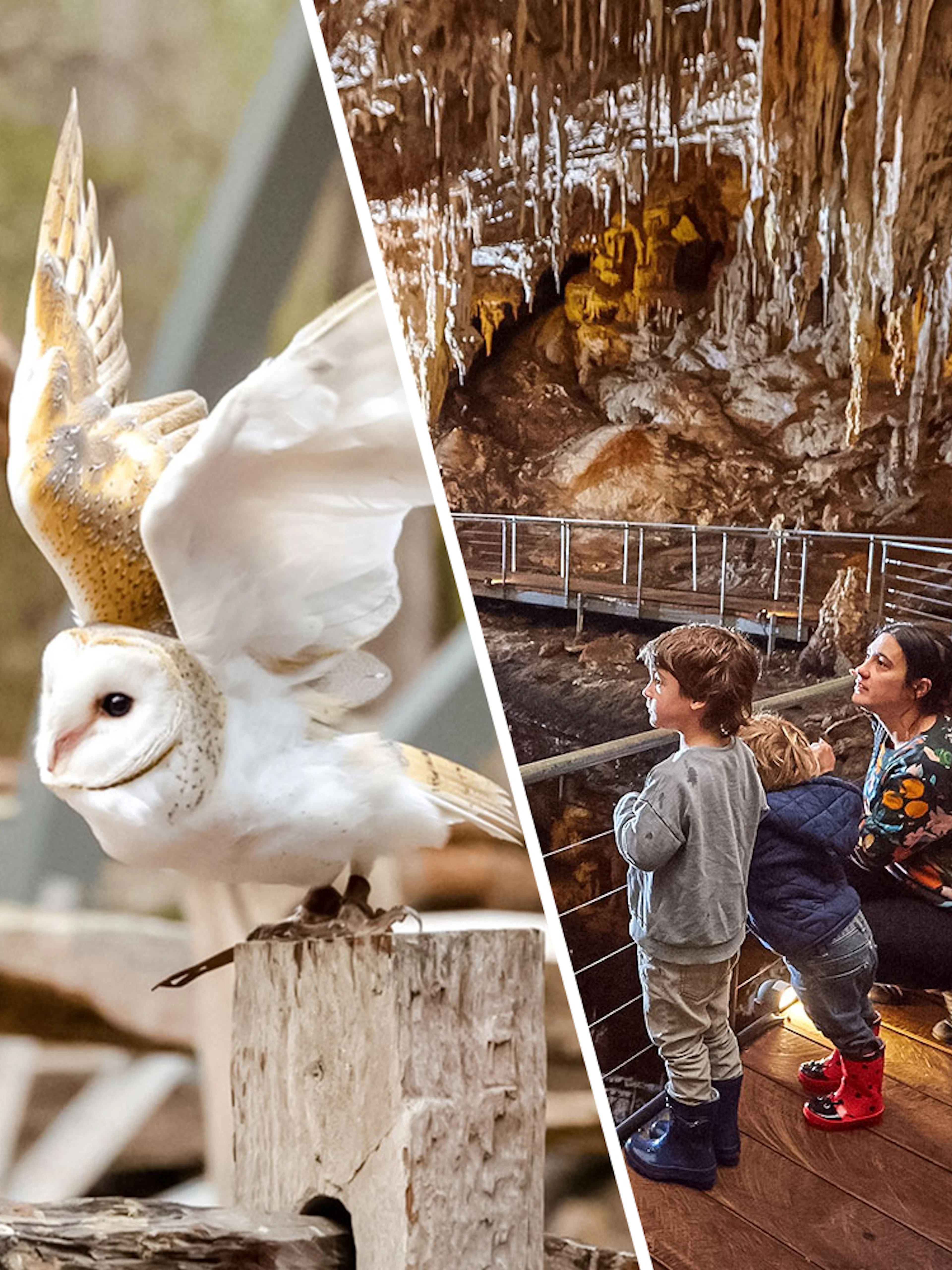 Barn owl in flight at Capes Raptor Centre; family exploring cave formations.