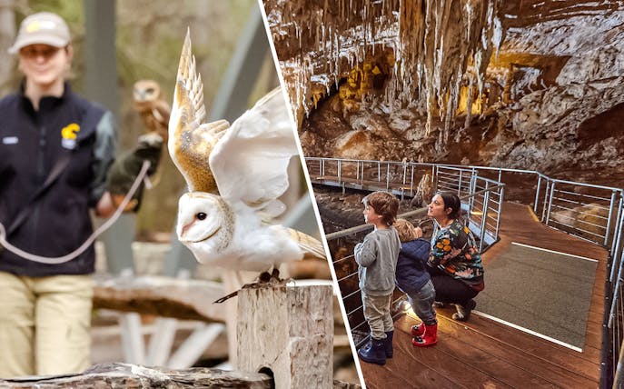 Barn owl in flight at Capes Raptor Centre; family exploring cave formations.