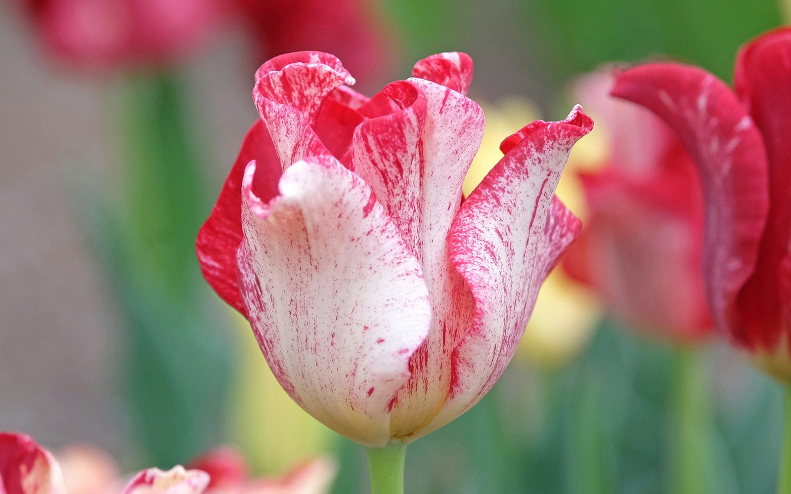 White and red variegated coronet tulip, Tulipa ‘Striped Crown’, blooming in a garden setting.