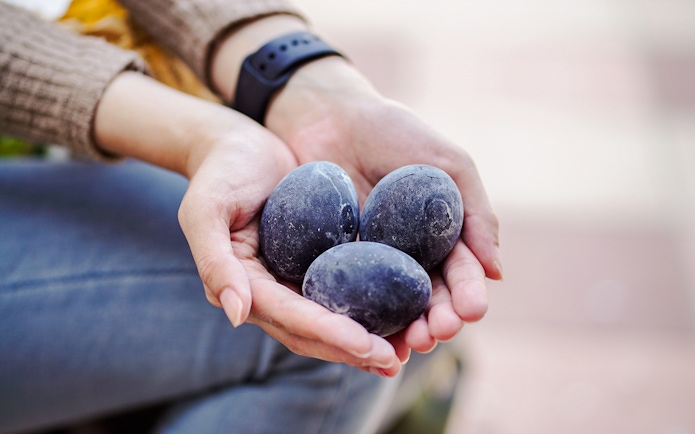 Hands holding black eggs boiled at Owakudani Valley, Hakone.