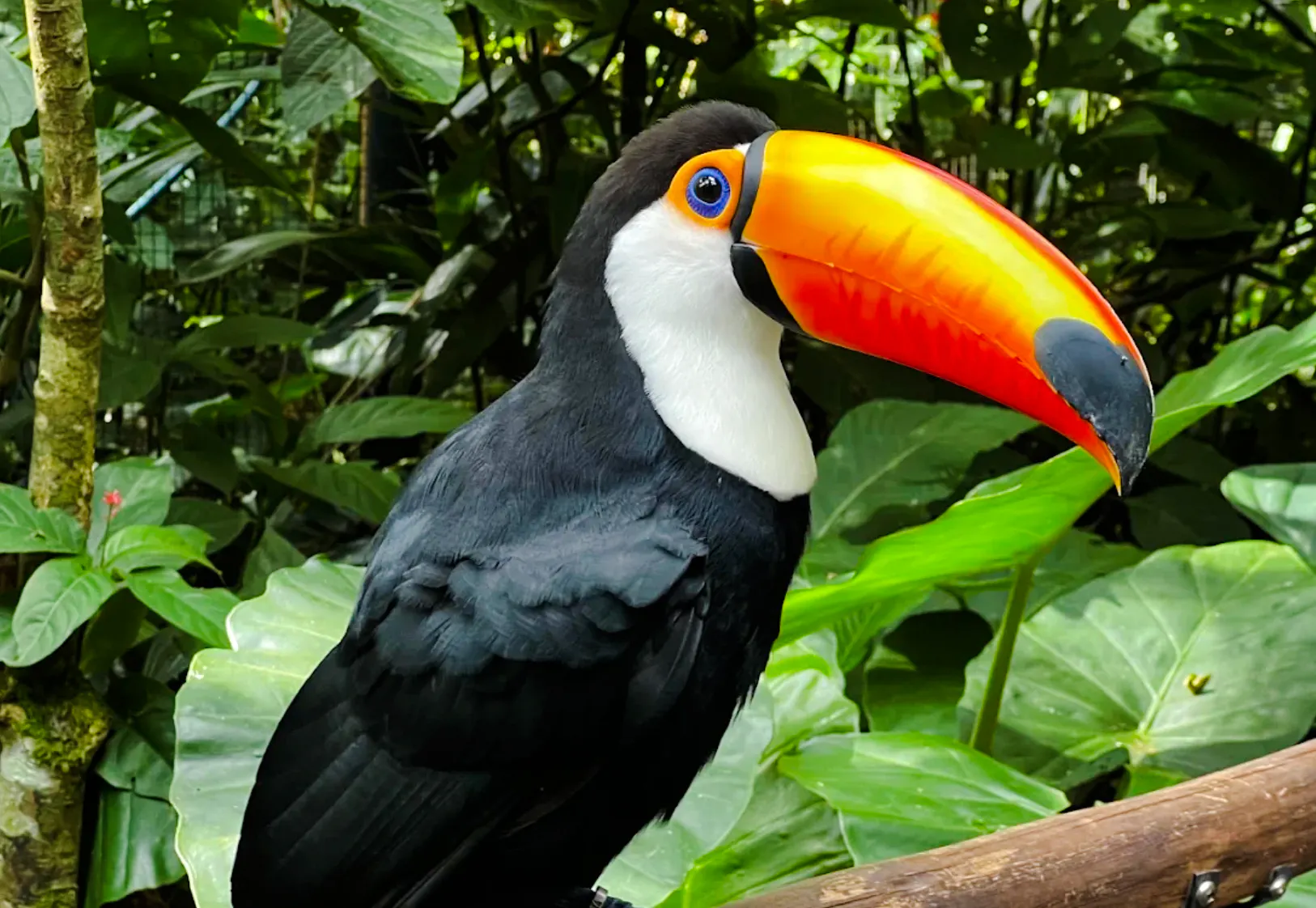 brazilian iguazu falls & parque das aves: guided day tour with pick-up.-1
