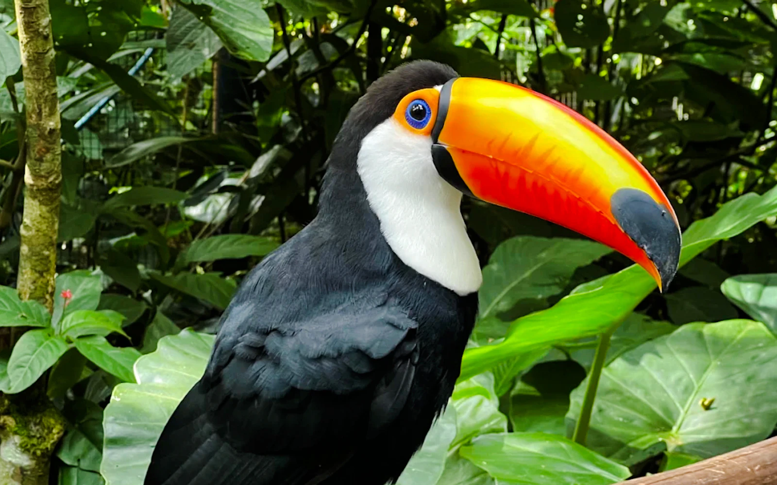 From Foz do Iguaçu: Brazilian Side Iguazu Falls & Parque das Aves Guided Tour with Hotel Transfers