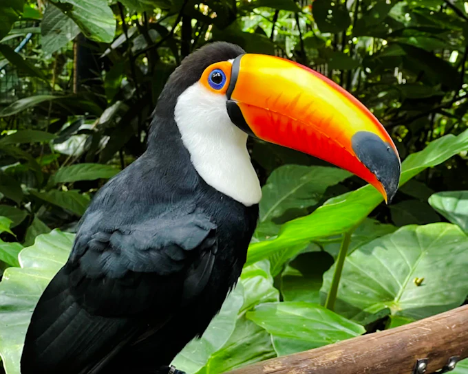 From Foz do Iguaçu: Brazilian Side Iguazu Falls & Parque das Aves Guided Tour with Hotel Transfers