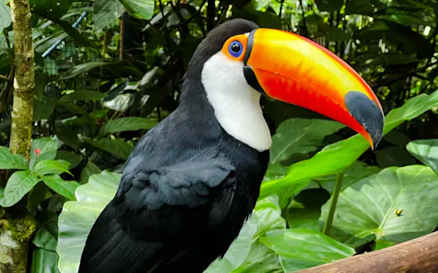 brazilian iguazu falls & parque das aves: guided day tour with pick-up.-1