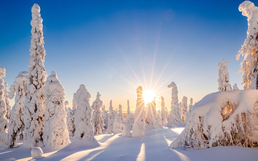 Snow-covered trees in a Lapland winter landscape with the sun shining brightly.
