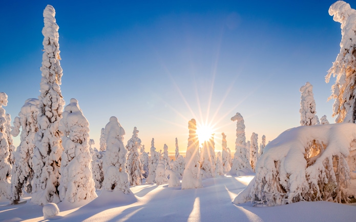 Snow-covered trees in a Lapland winter landscape with the sun shining brightly.