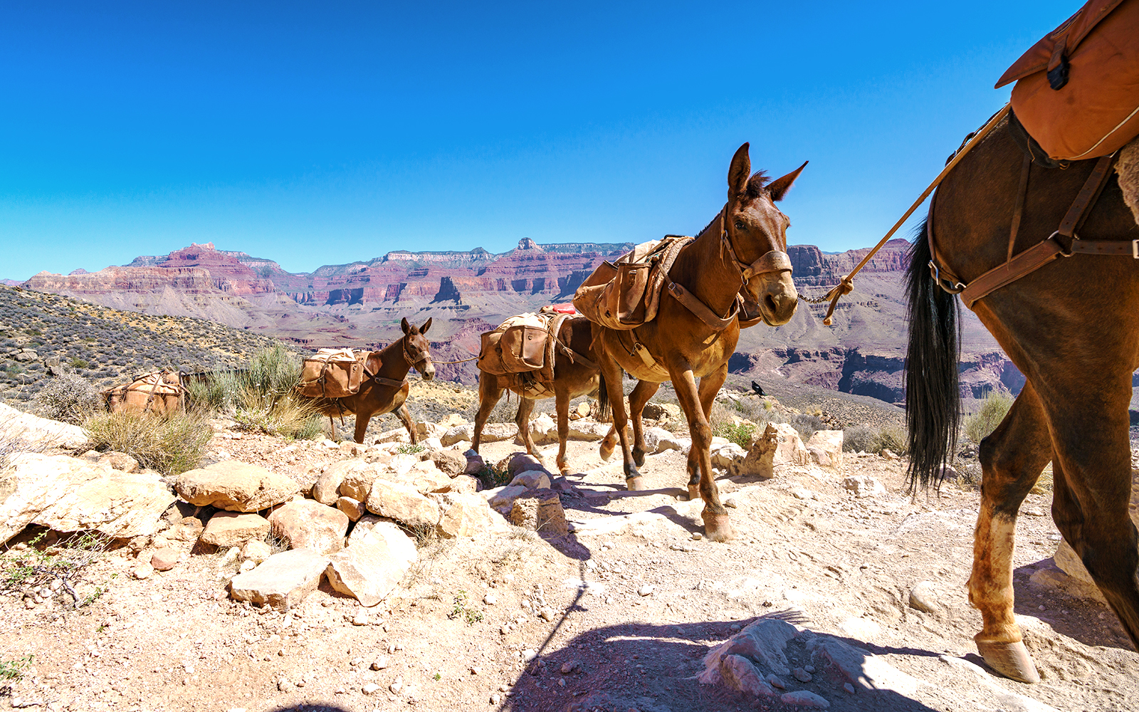 Mule ride along the Grand Canyon National Park trail with scenic canyon views.