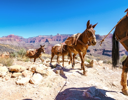 Mule ride along the Grand Canyon National Park trail with scenic canyon views.