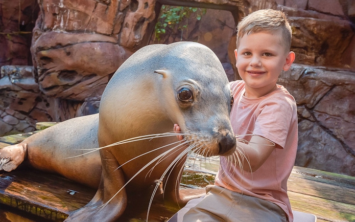 Child interacting with a seal at SEA LIFE Sunshine Coast.