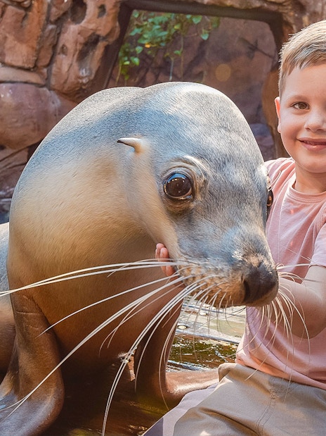 Child interacting with a seal at SEA LIFE Sunshine Coast.