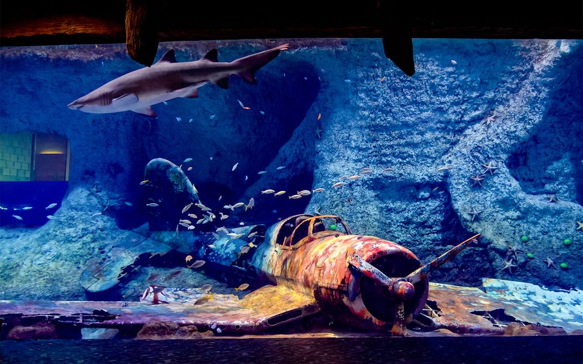2-hr scuba shark diving & entry ticket to national aquarium abu dhabi-6 2-hr scuba shark diving & entry ticket to national aquarium abu dhabi-6