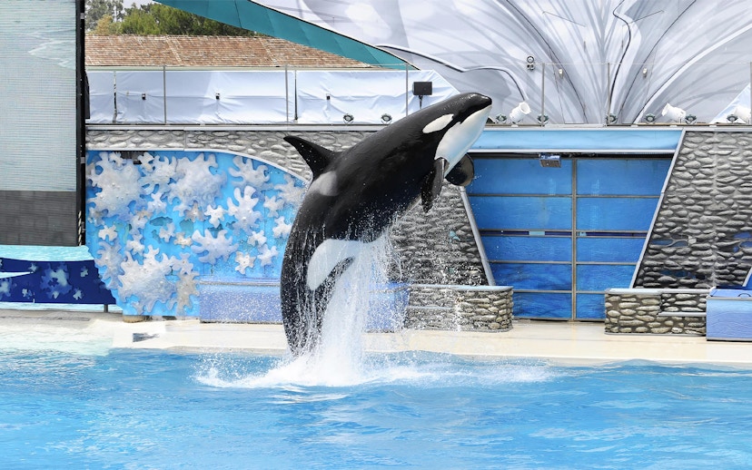 Orca leaping from the pool during a show at SeaWorld San Diego.