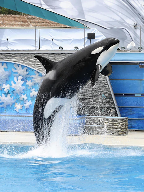 For Seaworld Book SeaWorld San Diego Tickets | Flexible & Multi-Day Options