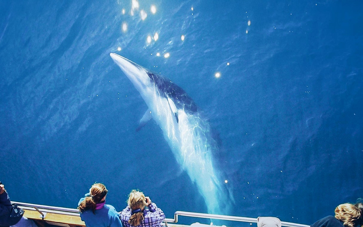 Guests observe a humpback whale surfacing near their boat on a whale watching tour in Husavik.