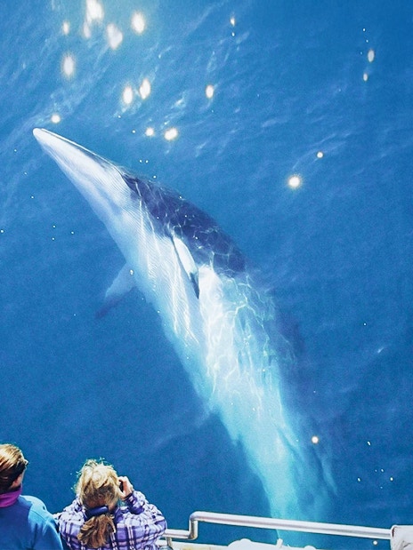 Guests observe a humpback whale surfacing near their boat on a whale watching tour in Husavik.