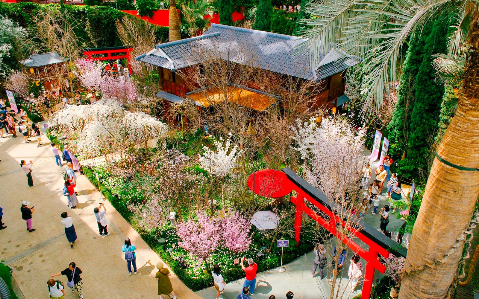 Gardens by the Bay Sakura event with cherry blossoms and traditional Japanese architecture.