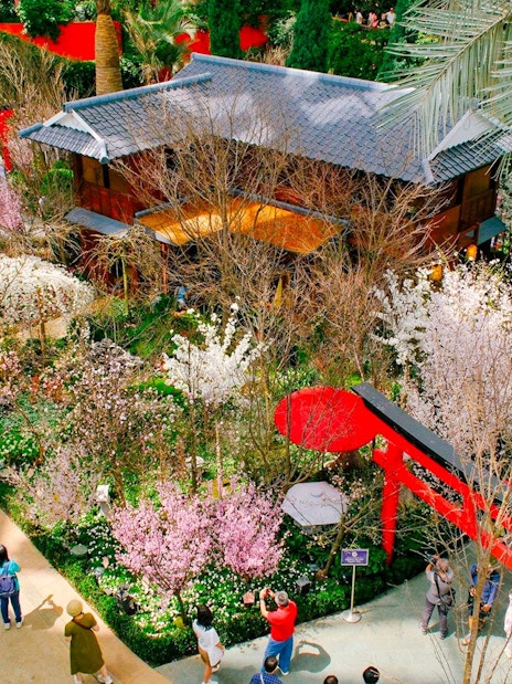 Gardens by the Bay Sakura event with cherry blossoms and traditional Japanese architecture.