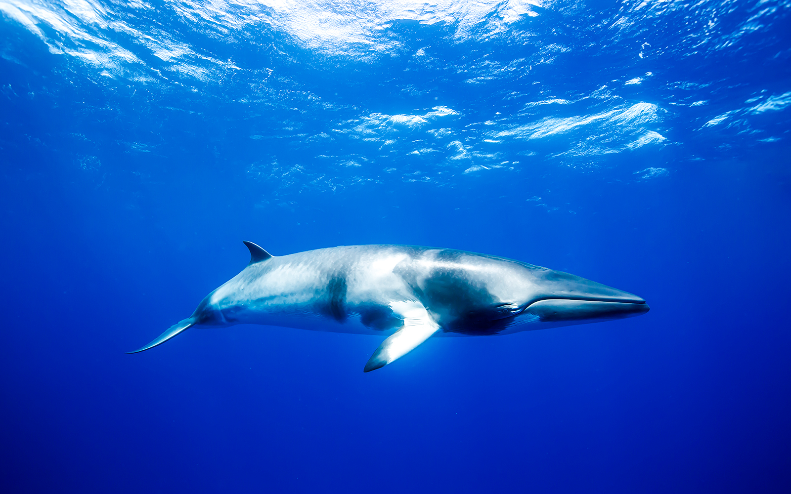 Minke whale swimming in clear blue ocean waters.