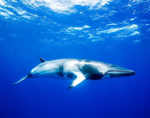 Minke whale swimming in clear blue ocean waters.