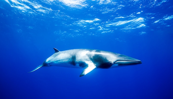 minke whale